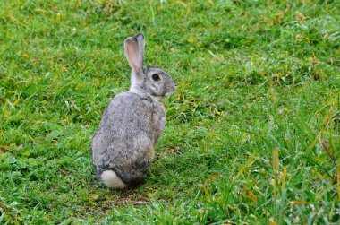 Islak çimen gri Tavşan