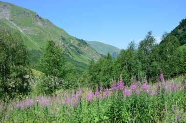 Rusya, Kafkas biyosfer rezervi. Nehri Vadisi Imeretinka yaz aylarında açık havada içinde. Çiçek açan fireweed