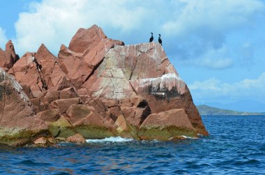İki siyah karabatak buzlu Verkhovsky Peter büyük Bay Batı kesiminde, Primorsky Krai, Rusya Federasyonu
