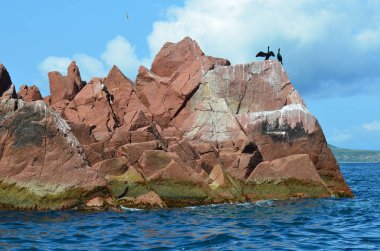 İki siyah karabatak buzlu Verkhovsky Peter büyük Bay Batı kesiminde, Primorsky Krai, Rusya Federasyonu