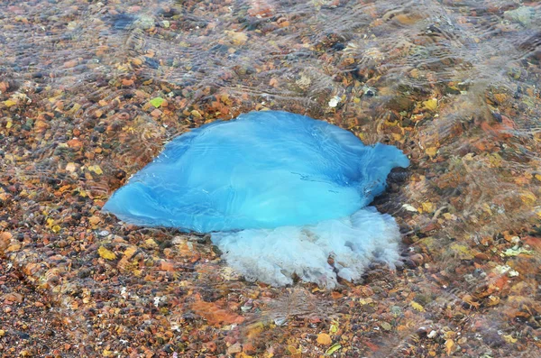 Comerota grote blauwe kwallen in ondiep water in de baai Voevoda op het eiland Roesski. Vladivostok — Stockfoto