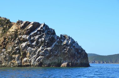 Vladivostok, Russkiy Adası'nın kayalık kıyısında uzak doğu karabatak fin Bay Boyarin, Rusya Federasyonu