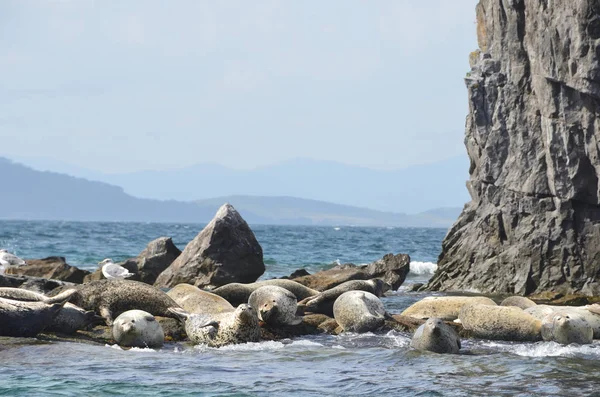 Rookery of Larga seals on the rocks in the sea of Japan. Archipiélago Rimsky Korsakov — Foto de Stock