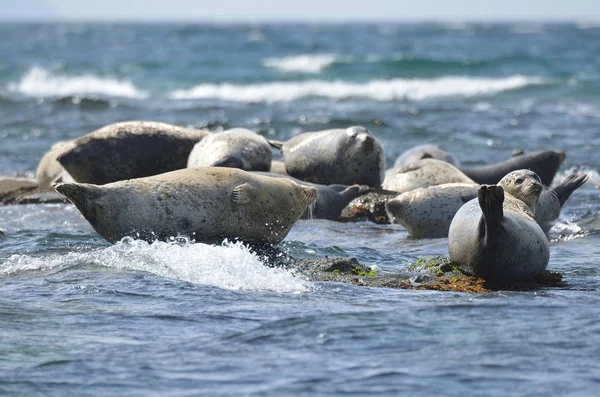 Rookie von Larga Robben auf den Felsen im Meer von Japan. Archipel-Rimsky-Korsakow — Stockfoto