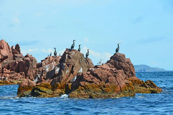 Cormoranes Negros Las Rocas Verjovsky Parte Occidental Gran Bahía Pedro — Foto de Stock