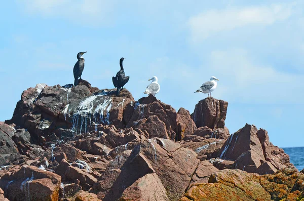 Cormoranes Negros Las Rocas Verjovsky Parte Occidental Gran Bahía Pedro — Foto de Stock