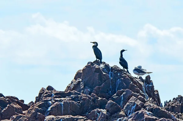 Black Cormorant Rock Verkhovsky Island Western Part Peter Great Bay — Stock Photo, Image