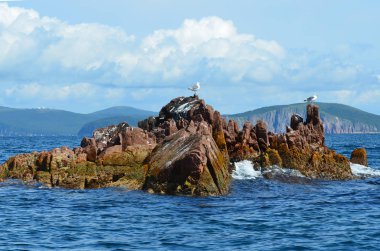 Verkhovsky Peter büyük Bay Batı kesiminde, Primorsky Krai, Rusya buzlu siyah karabatak