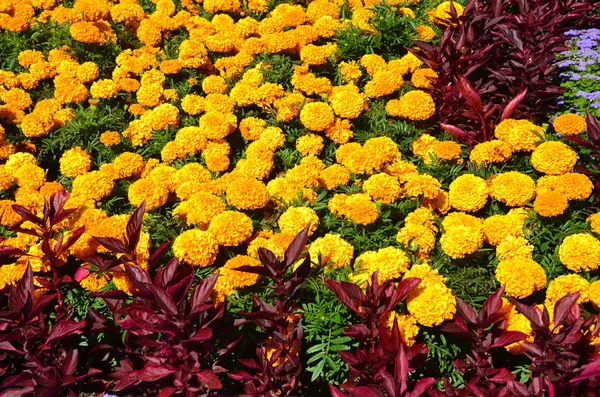 Carpet Flowers Marigolds Tagetes Celosia — Stock Photo, Image