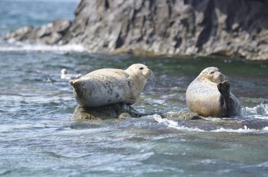 Rookery of Larga seals on the rocks in the sea of Japan. Archipelago Rimsky Korsakov clipart