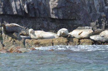 Rookery of Larga seals on the rocks in the sea of Japan. Archipelago Rimsky Korsakov clipart
