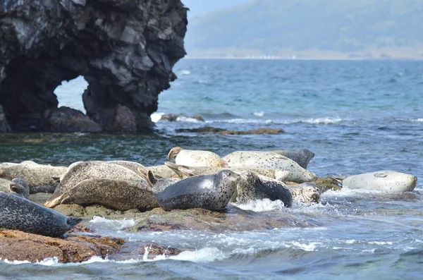Rookery Larga Seals Rocks Sea Japan Archipiélago Rimsky Korsakov — Foto de Stock