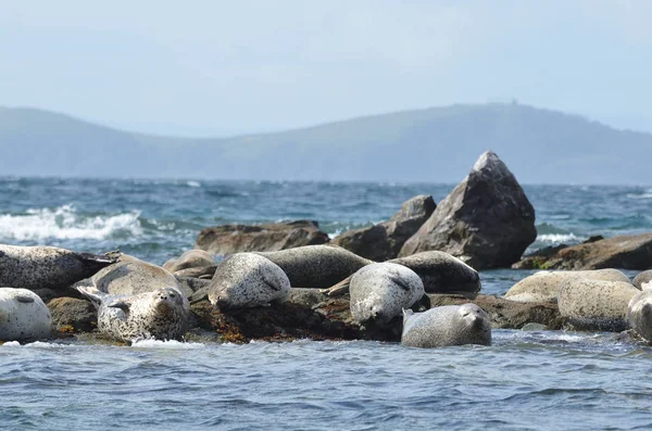 Larga の繁殖地は 日本海の岩の上シールします 列島リムスキー コルサコフ — ストック写真