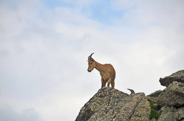 Tur Capra Cylindricornis Horách Západní Kavkaz — Stock fotografie