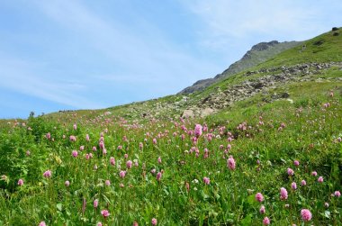 Bistorta officinalis çiçek yumuşak güneşiyle pembe. Beyaz biyosfer rezervi