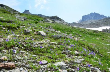 Rusya, Imeretinskoye göle (sessizlik Gölü) Ağustos kıyısında çayır Sardunya