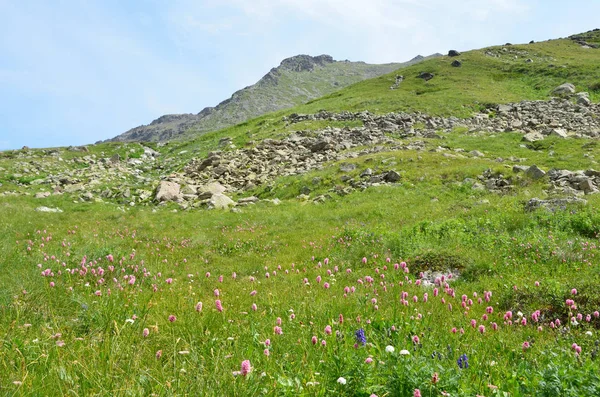 Bistorta officinalis çiçek yumuşak güneşiyle pembe. Beyaz biyosfer rezervi