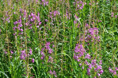 Yaz aylarında Chamerion angustifolium