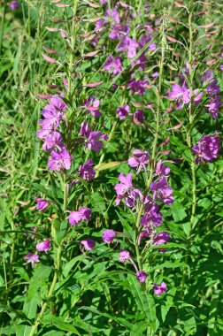 Yaz aylarında Chamerion angustifolium