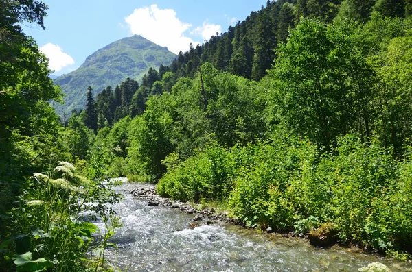 Rusko Biosférická Rezervace Kavkazské Horské Řeky Imeretinka — Stock fotografie