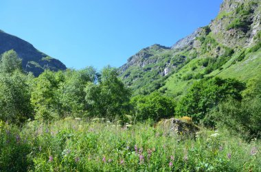 Rusya, Kafkas biyosfer rezervi. Nehri Vadisi Imeretinka yaz aylarında açık havada içinde. Çiçek açan fireweed