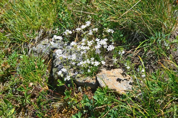 Meadow Saxifrage Saxifraga Granulata — Stock Photo, Image