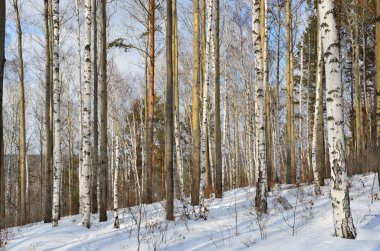 Kış orman kışın güneşli günde Angara Nehri kıyısında