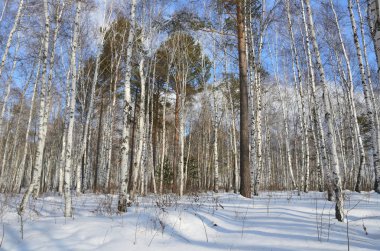 Kış orman kışın güneşli günde Angara Nehri kıyısında