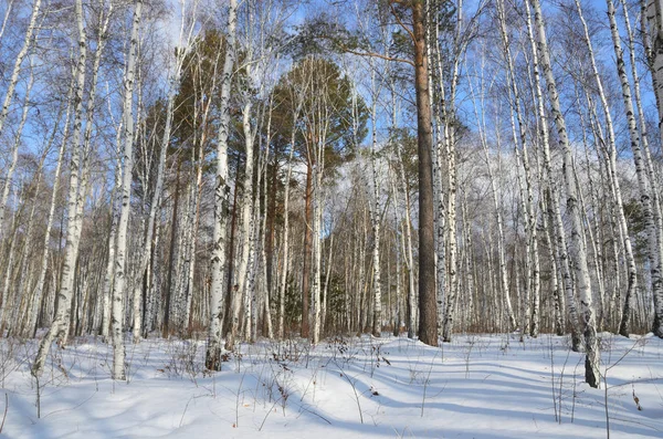 Зимовий Ліс Березі Річки Ангара Зимовий Період Сонячний День — стокове фото