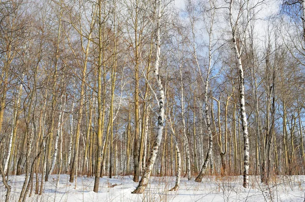 Winter forest on the banks of the Angara river in winter in sunny day