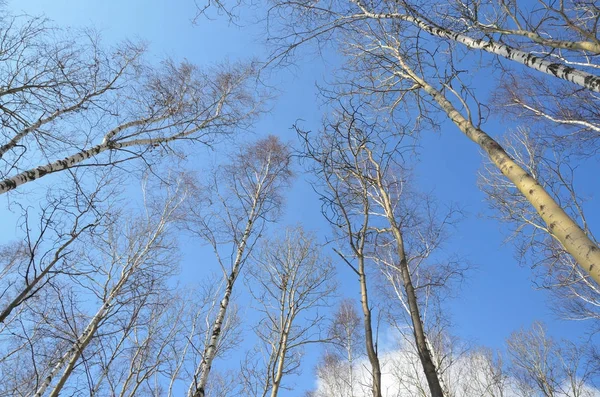 Floresta Inverno Nas Margens Rio Angara Inverno Dia Ensolarado — Fotografia de Stock