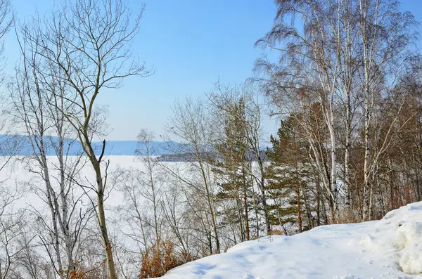 Winter Forest Aan Oevers Van Angara Winter Zonnige Dag — Stockfoto