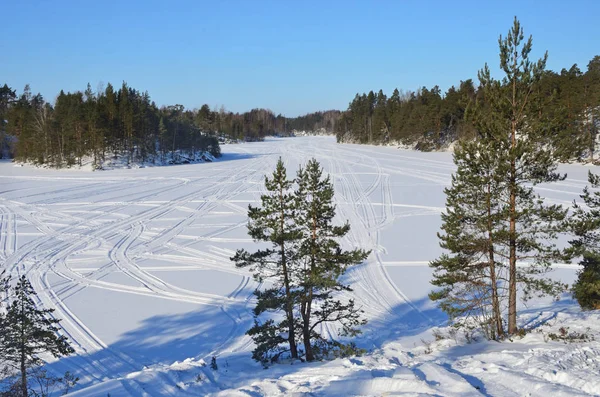 Russia Pine Trees Shore Ladozhskoye Lake Winter Sunny Weather — Stock Photo, Image