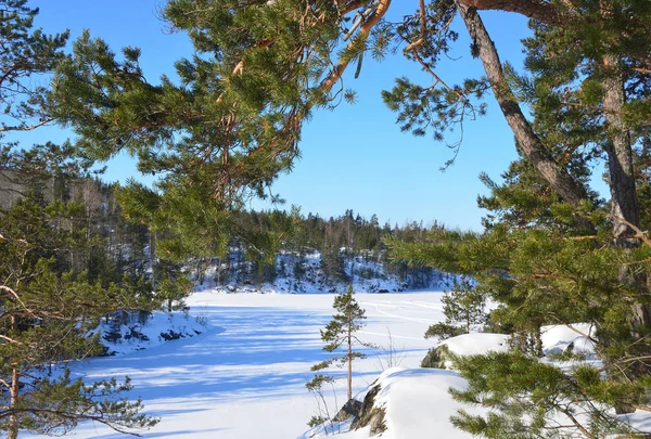Russia Pine Trees Shore Ladozhskoye Lake Winter Sunny Weather — Stock Photo, Image