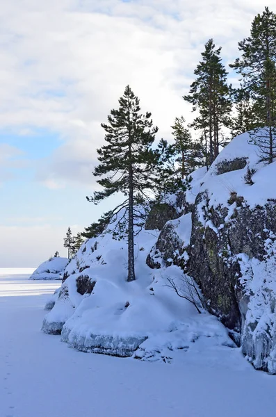 Rusko Borovic Břehu Ladozhskoye Jezera Zimě Slunečného Počasí — Stock fotografie