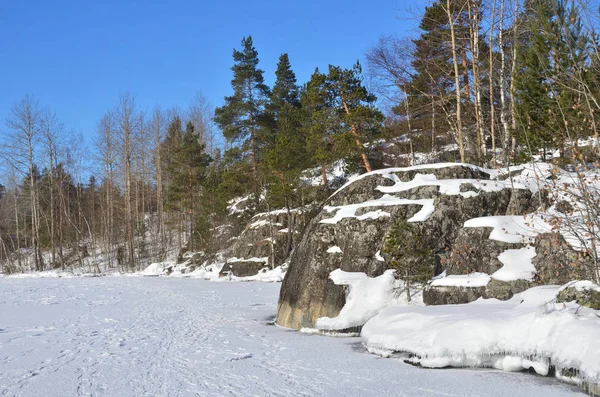 Ryssland Ladoga Skerries Tallar Den Steniga Stranden Sjön Klar Vinterdag — Stockfoto