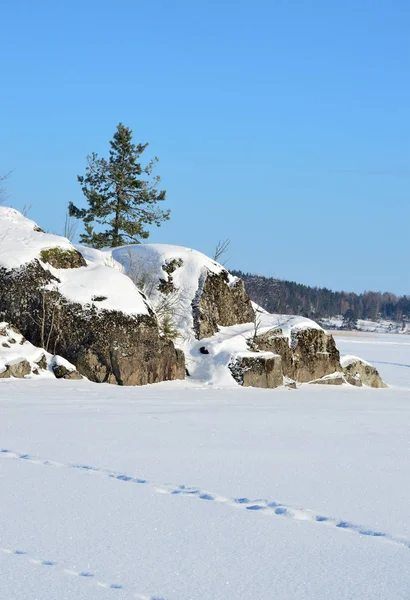 Ryssland Sjön Ladoga Ладожское Den Mexikanska Murolakhti Kocherga Frostig Vinterdag — Stockfoto