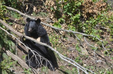 Himalaya ayı ormandaki Primorsky Krai