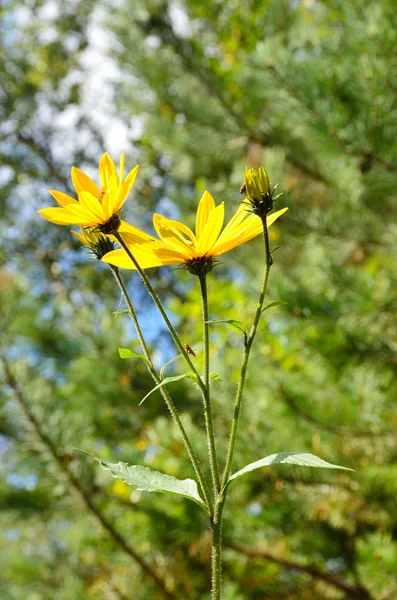 Květ Slunečnice Topinambur — Stock fotografie