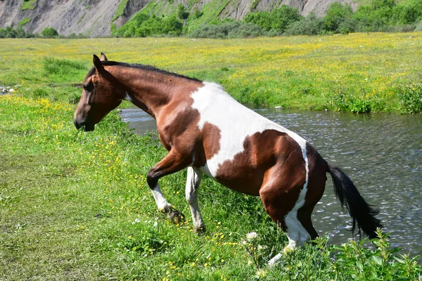 Ryssland Nordossetien Häst Stranden Midagrabinskoye Sjön Bergen Nordossetien Sommaren — Stockfoto