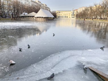 Moskova, Chistye Prudy 'deki ilk sonbahar buzu.)