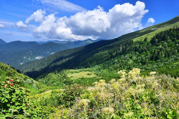 阿布哈兹 Gelgeluk地区 夏季上午 — 图库照片