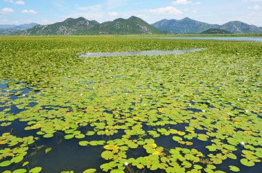 Karadağ 'da Skadar (Scutari) gölü