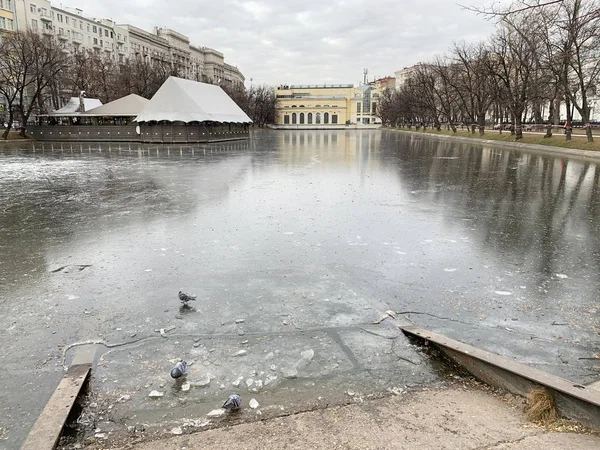 Moskau Dünnes Eis Auf Sauberen Teichen Chistye Prudy Ungewöhnlich Warmen — Stockfoto