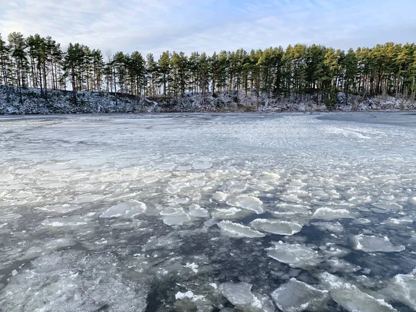 Naaldbos Aan Oever Van Het Seligermeer Winter Rusland Tver Regio — Stockfoto