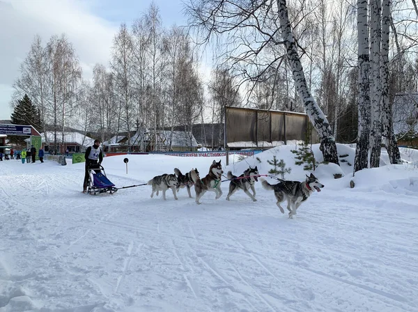 Slyudorudnik Regio Kyshtym Rusland Januari 2020 Hondenwedstrijden Het Dorp Slyudorudnik — Stockfoto