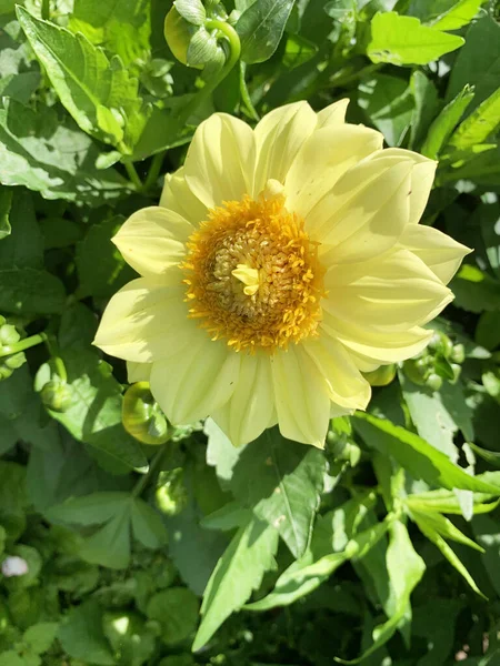 Yellow Summer Dahlia Background Green Leaves — Stock Photo, Image