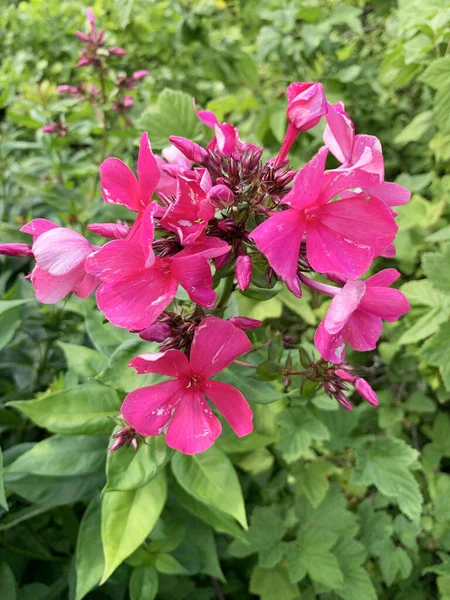 Цветущая Флокс Phlox Paniculata Ярко Розовые Цветы Крупным Планом Темном — стоковое фото