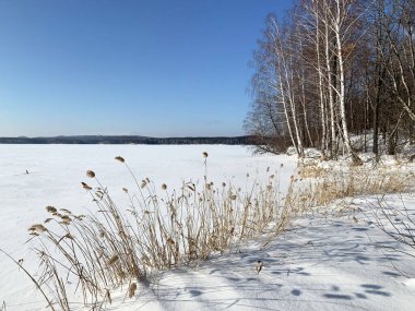 Rusya, Chelyabinsk bölgesi. Uvildy Gölü 'ndeki Elm adasının kıyısındaki yaprak döken orman açık havada.