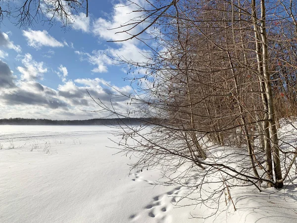 Rússia Região Chelyabinsk Floresta Decídua Costa Ilha Elm Lago Uvildy — Fotografia de Stock